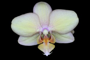 Vibrations Coaching: Orchid is metaphor
