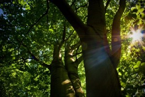 Vibrations Coaching: Sun shining through trees in a forest