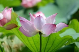 VibrationsCoaching: Guidance for your Spiritual Retreat, lotus
