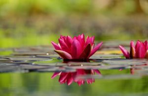 VibrationsCoaching:Water Lily