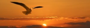 VibrationsCoaching:Bird in Spacious Sky
