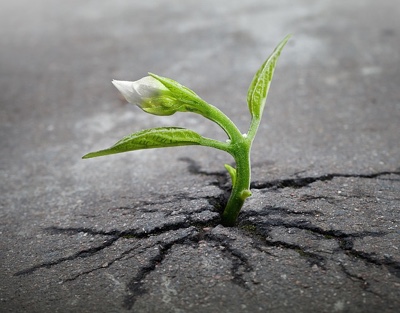 VibrationsCoaching: Sprout of determination and will