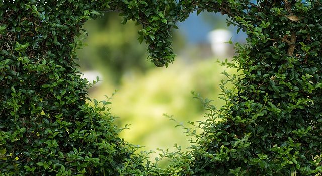 VibrationsCoaching:A Focus on Love, a heart in a hedge
